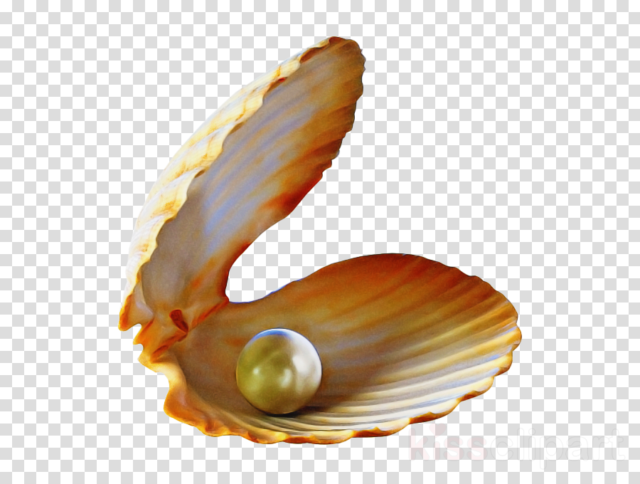 pearl shell conch bivalve oyster clipart.