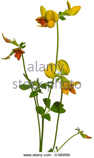 Lotus Corniculatus Cut Outs Stock Photos & Lotus Corniculatus Cut.