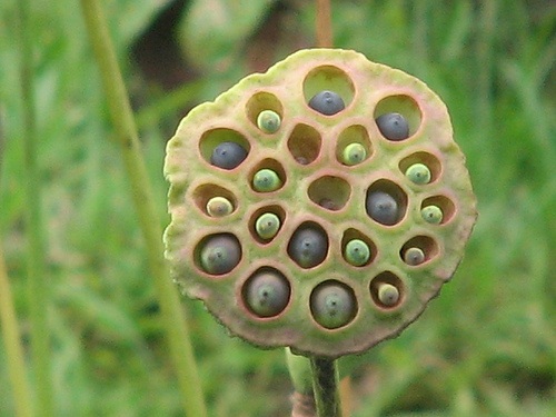 lotus seed pod rash.