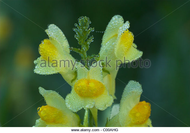 Veronicaceae Stock Photos & Veronicaceae Stock Images.