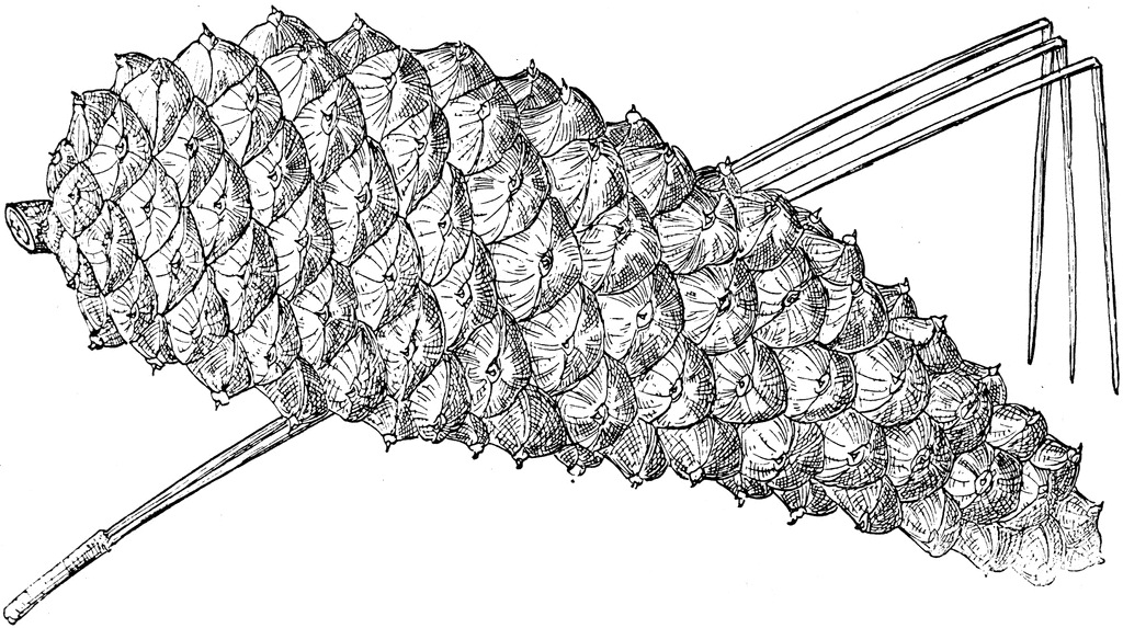 Pine Cone of Longleaf Pine.