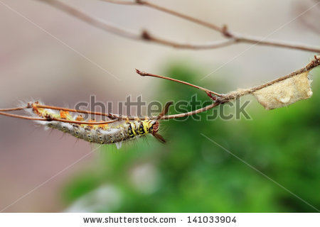 Notodontidae Stock Photos, Royalty.