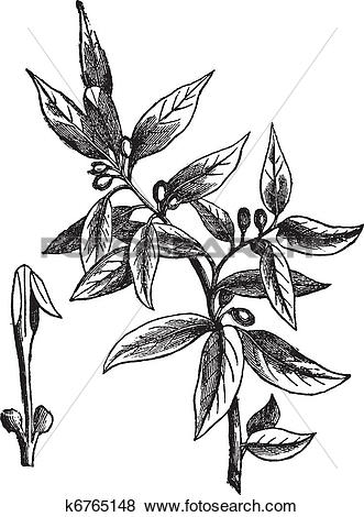 Clip Art of Bay leaves (Laurus nobilis) or sweet bay, vintage.