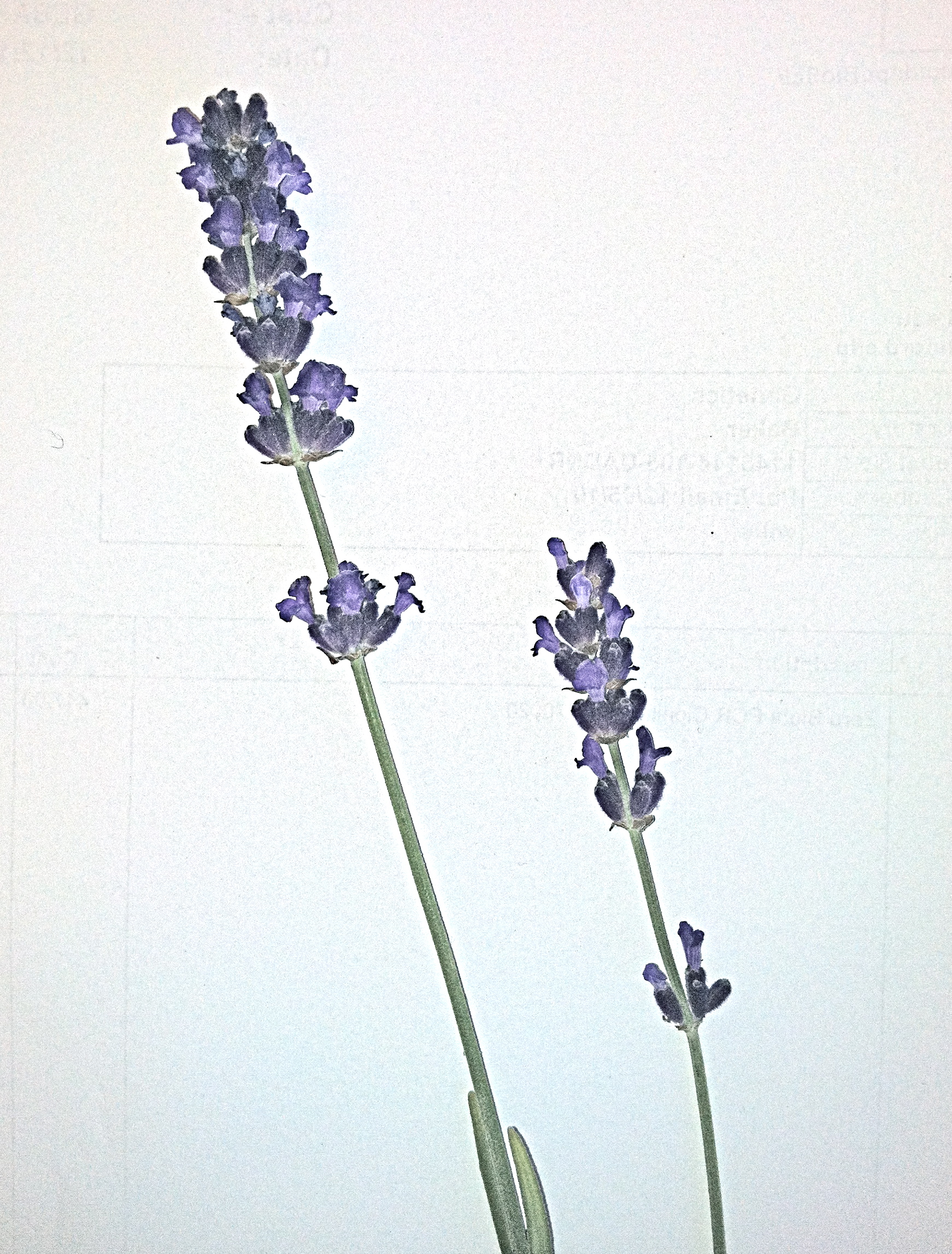 1000+ images about lavandula angustifolia on Pinterest.