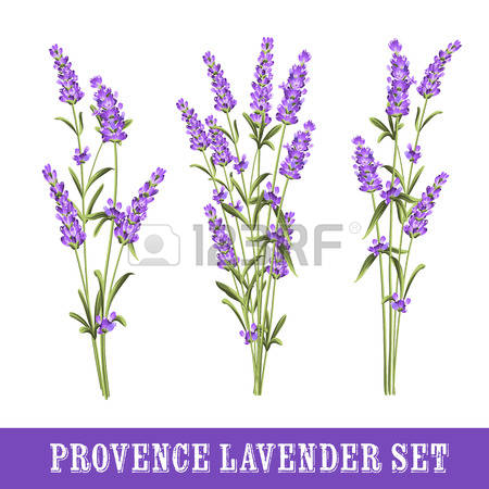 306 Lavandula Stock Vector Illustration And Royalty Free Lavandula.