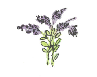 Lavender clipart.