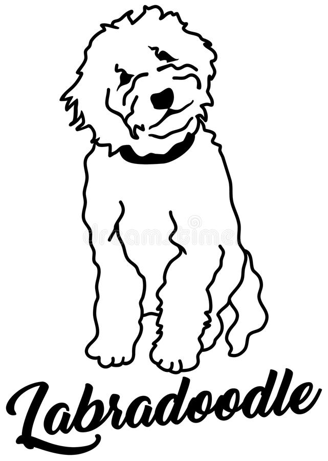 Labradoodle Stock Illustrations.