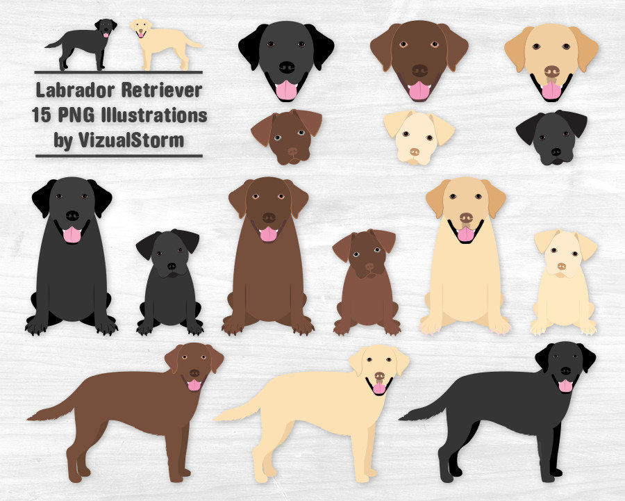 Labrador Retriever Clipart Black Lab Chocolate Lab Yellow Lab Labrador  Puppy Labrador Illustration Labrador Dog Clipart Graphics Lab Puppies.