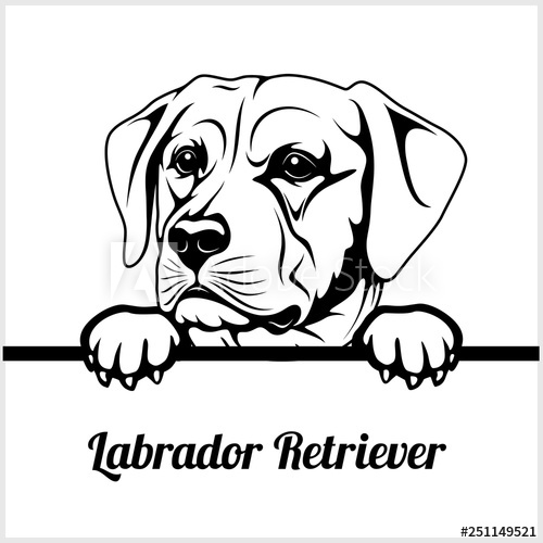 Labrador Retriever.