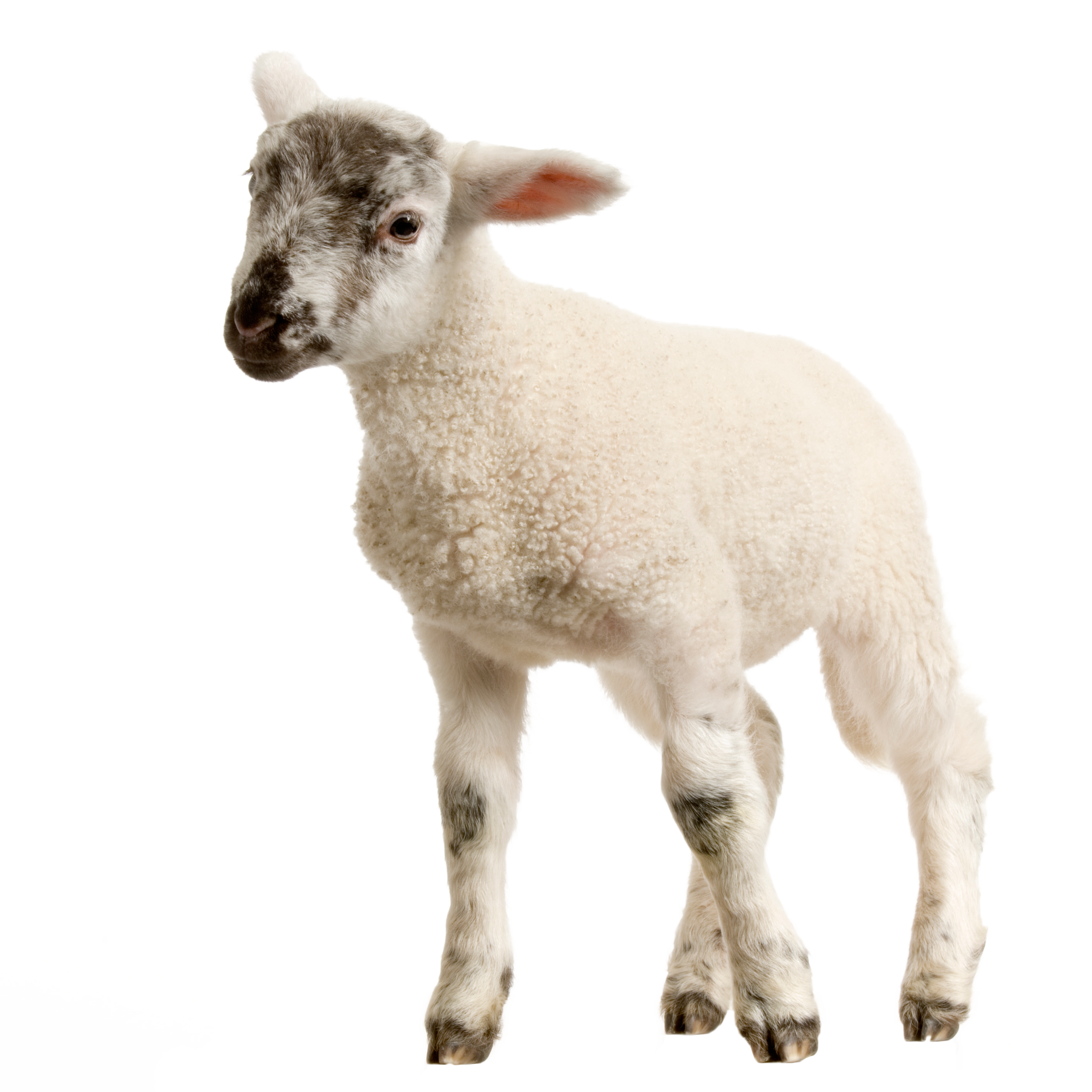 Baby Lamb PNG Image.