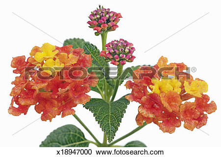 Stock Photography of Spanish flag (lantana camara) x18947000.