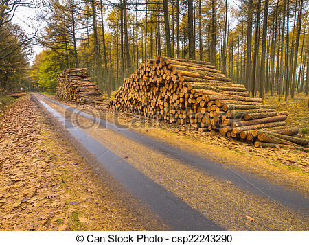 Stock Photographs of Stacks of Timber in a Yellow Colored Larch.