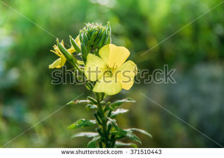 Verbascum Stock Photos, Royalty.