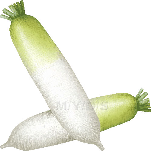 Daikon Radish, Japanese Radish, Chinese Radish clipart / Free clip art.