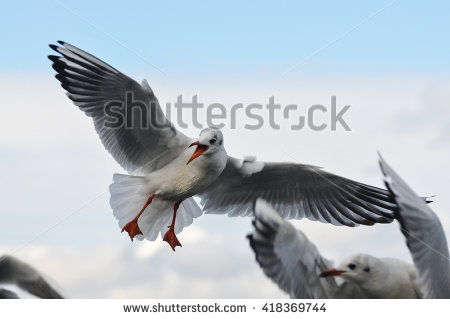 Laridae Stock Photos, Images, & Pictures.