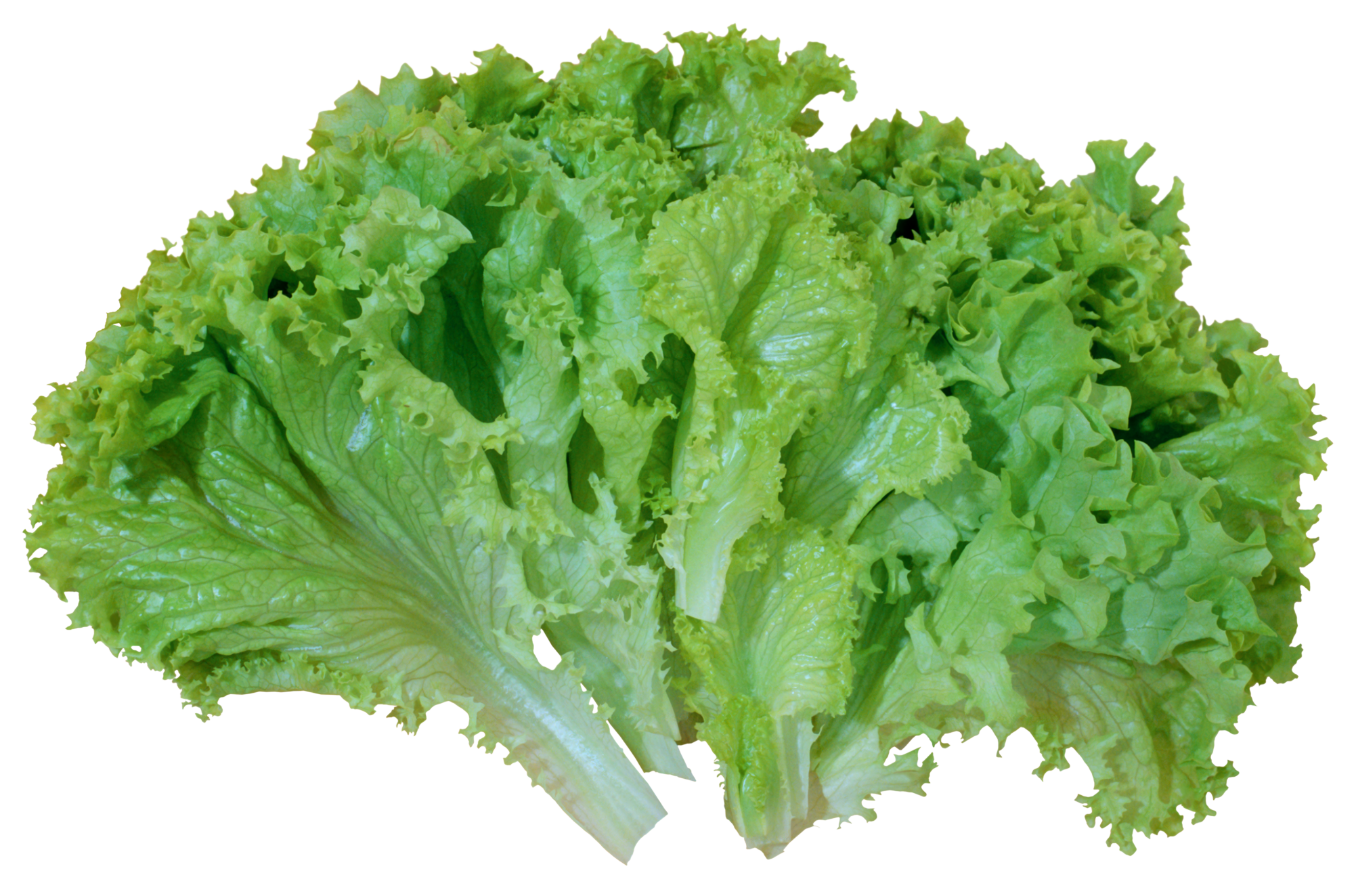 Lettuce clip art clipart.