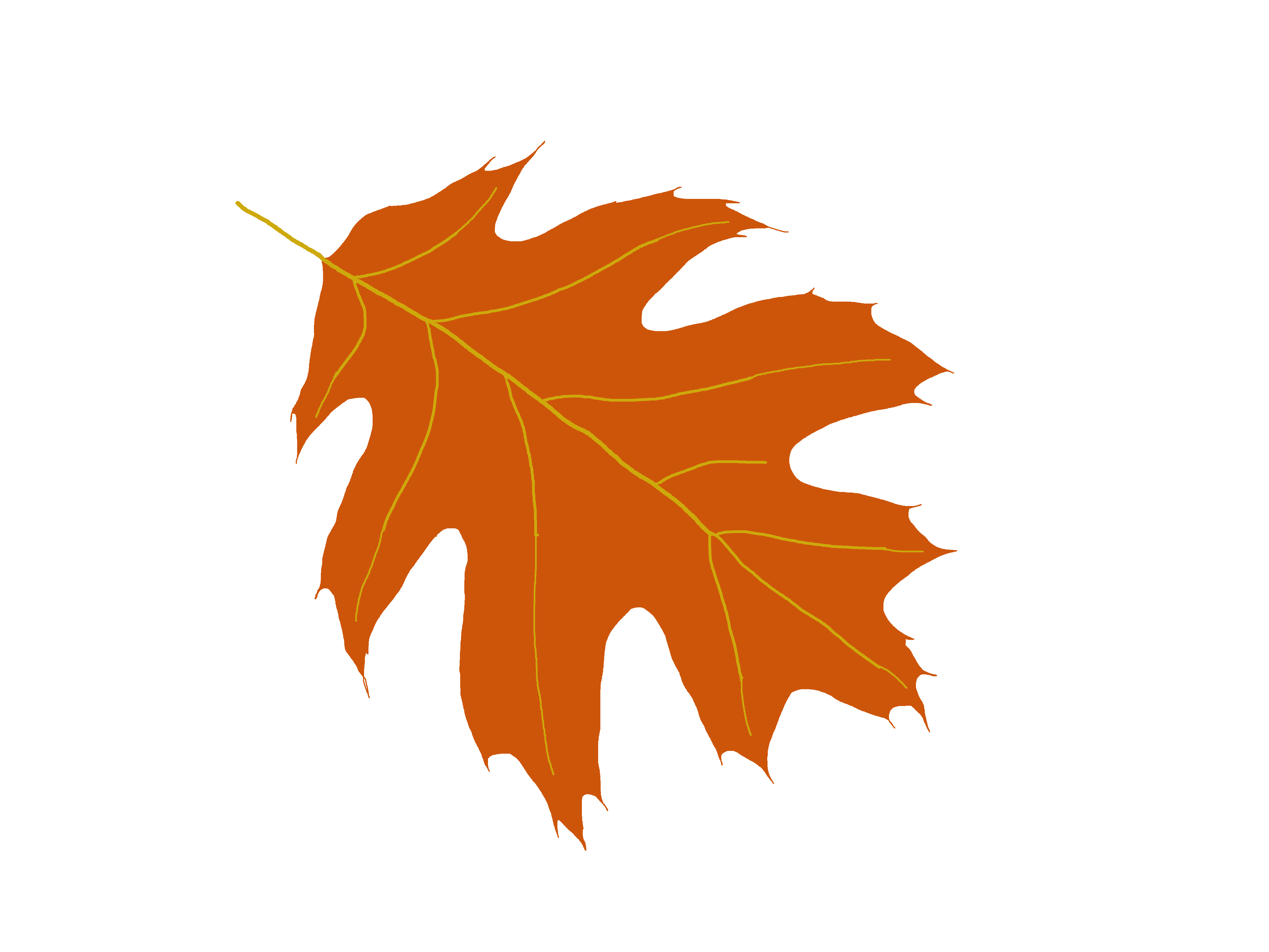 Oak tree leaf clipart.