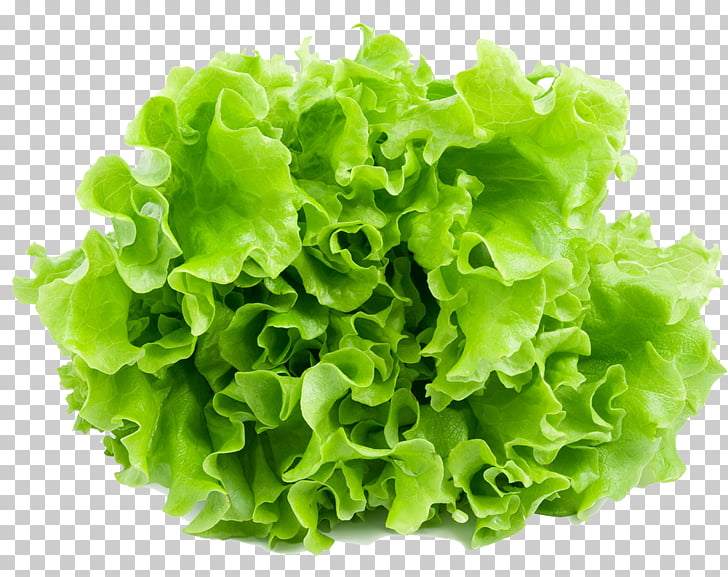 Lechuga lechuga lechuga lechuga romana endibia, lechuga PNG.