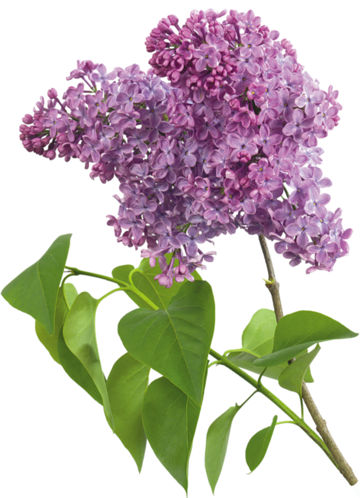 Purple_Transparent_Lilac_Clipart.png?m=1380664800.