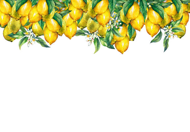 Best Lemon Or Lime Border Illustrations, Royalty.