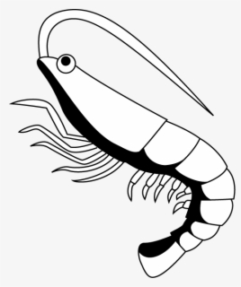 Free Shrimp Clip Art with No Background.