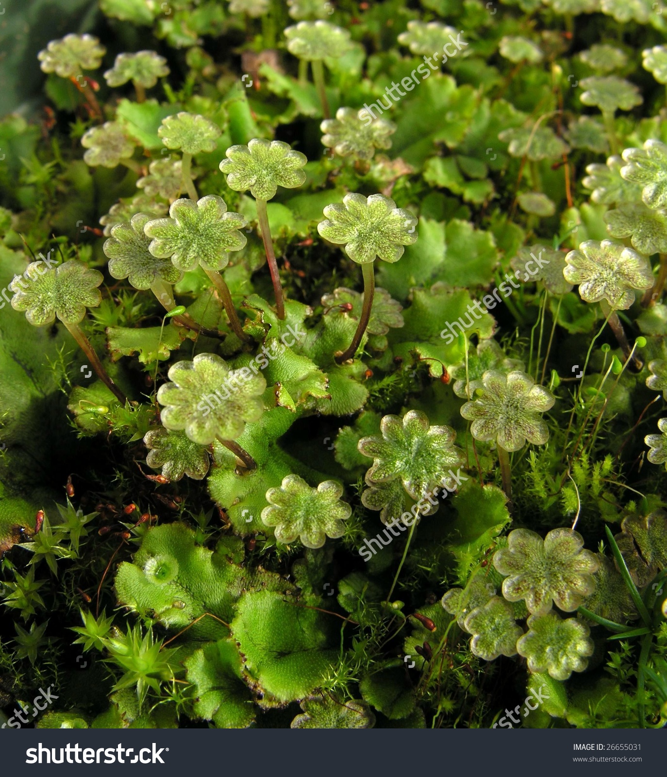 Liverwort.