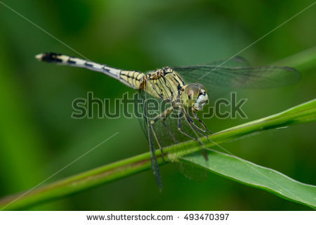 Odonata Stock Photos, Royalty.