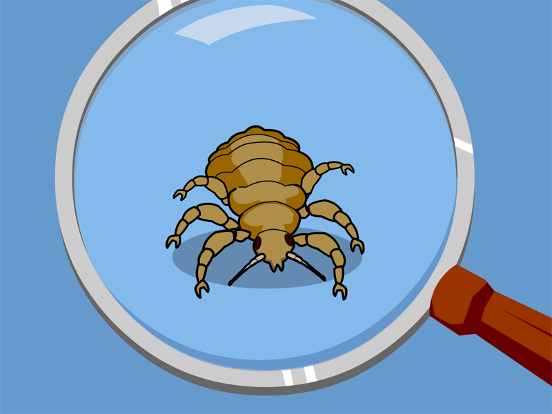 Free head lice clipart.