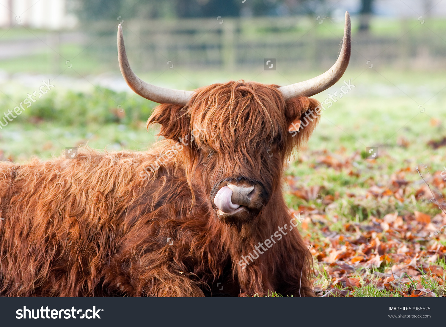 Highland Cow Licking Nose Close Up Stock Photo 57966625 : Shutterstock.