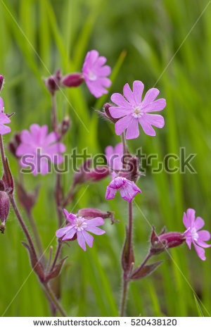 Silene Dioica Stock fotos, billeder til fri afbenyttelse og.