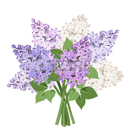 13,973 Lilac Flower Cliparts, Stock Vector And Royalty Free Lilac.