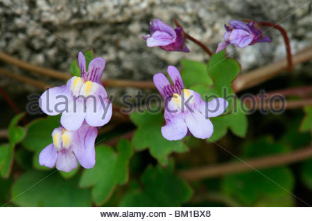 Cymbalaria muralis (Linaria cymbalaria Stock Photo, Royalty Free.