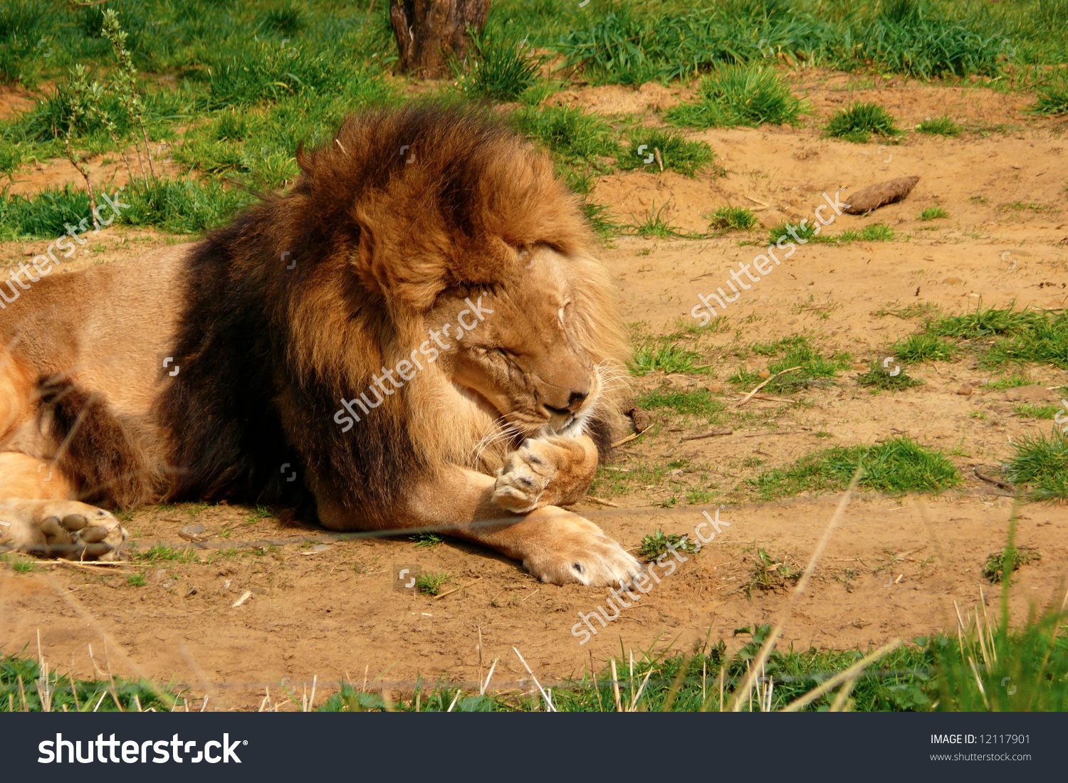 A Lion Cleaning Itself By Licking His Paws. Stock Photo 12117901.