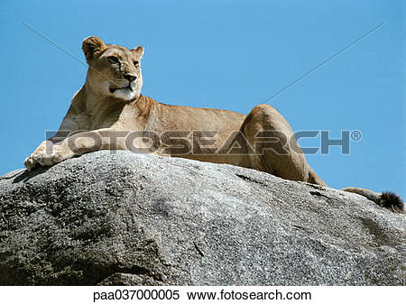 Stock Image of Africa, Tanzania, lioness lying on rock.