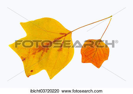 Stock Photography of 