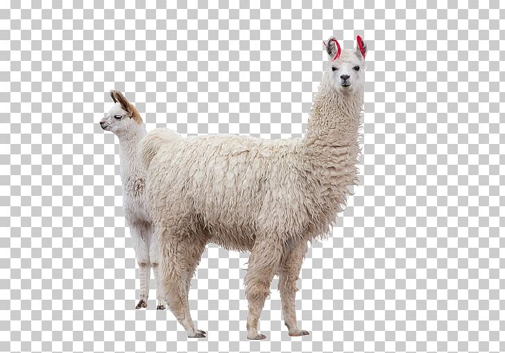 Llama Alpaca Stock Photography Machu Picchu PNG, Clipart.