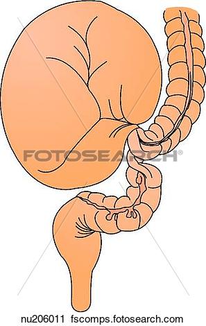 Bowel Clipart.