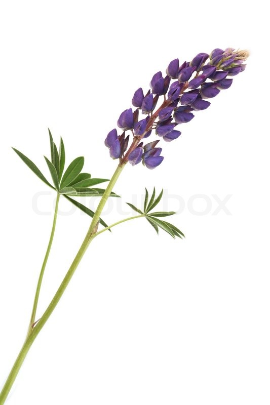 Similiar Stem White Lupine Keywords.