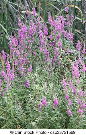 Stock Image of Purple Loosestrife (Lythrum salicaria) an invasive.