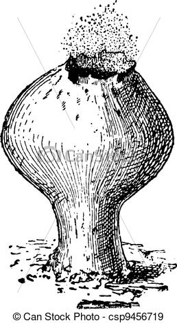 EPS Vectors of Lycoperdon, vintage engraving..