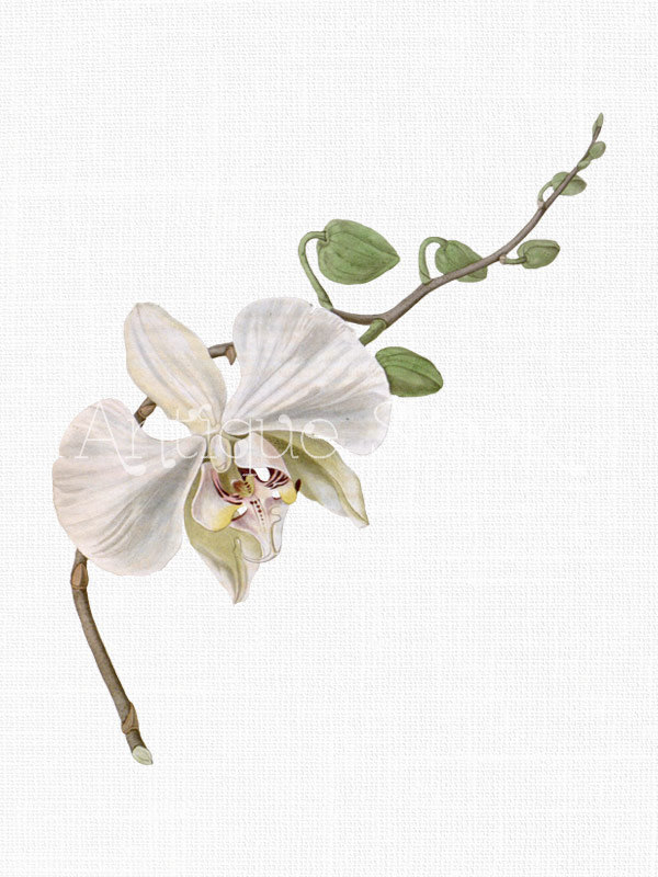 White Flower Clipart 'Moth Orchid' Branch Vintage.