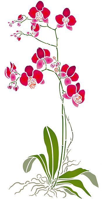 17 Best ideas about Moth Orchid on Pinterest.