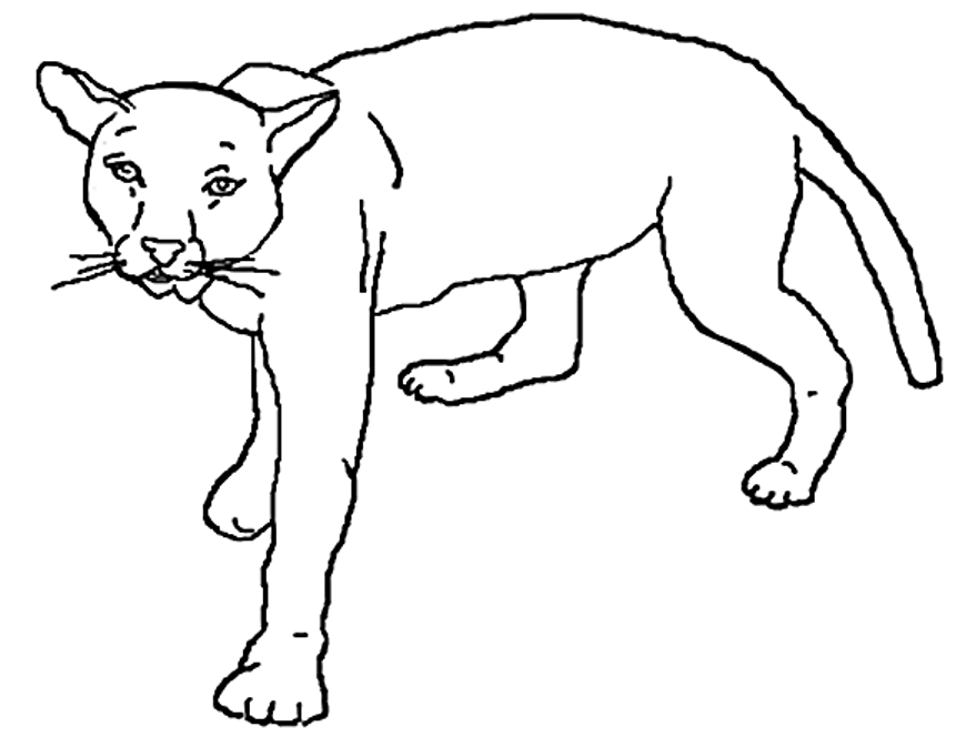 Mountain Lion Clipart.