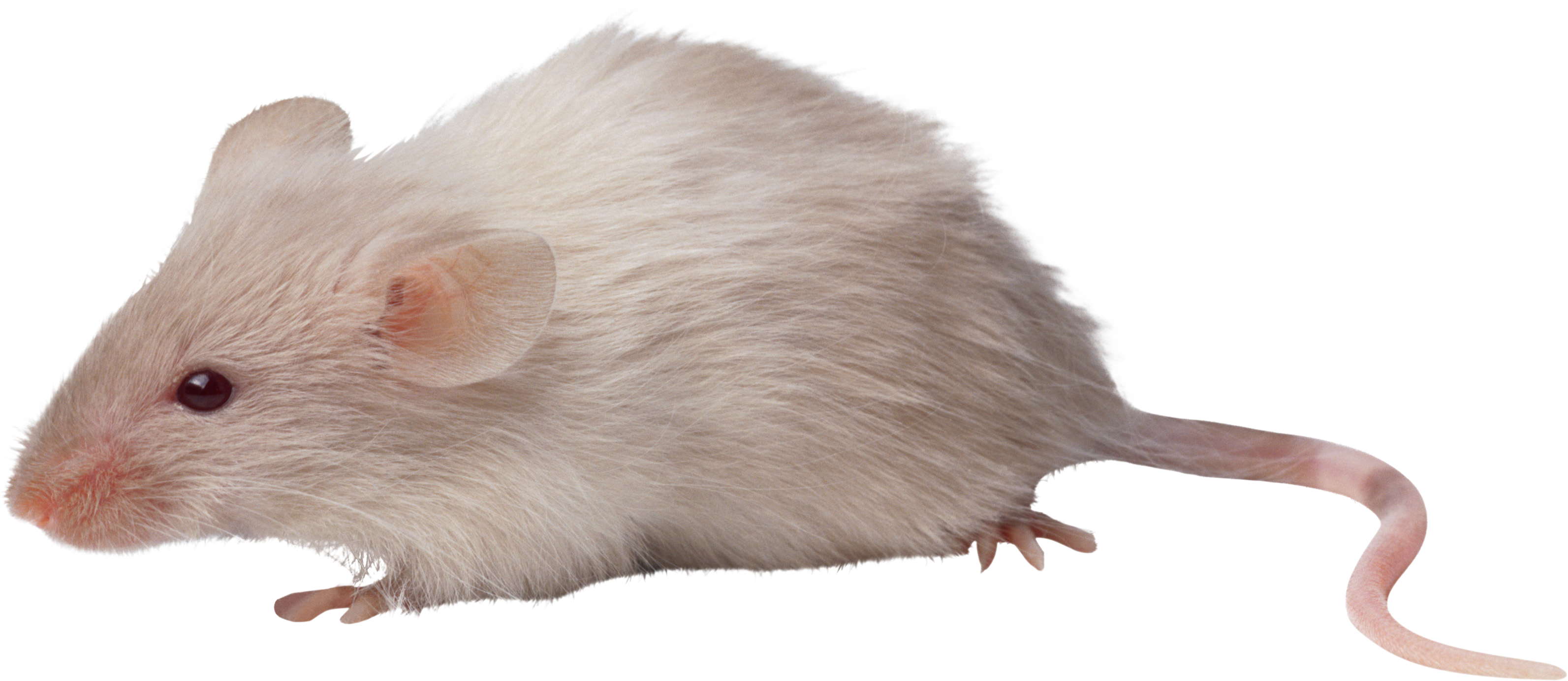 HD Mouse Animal Png.