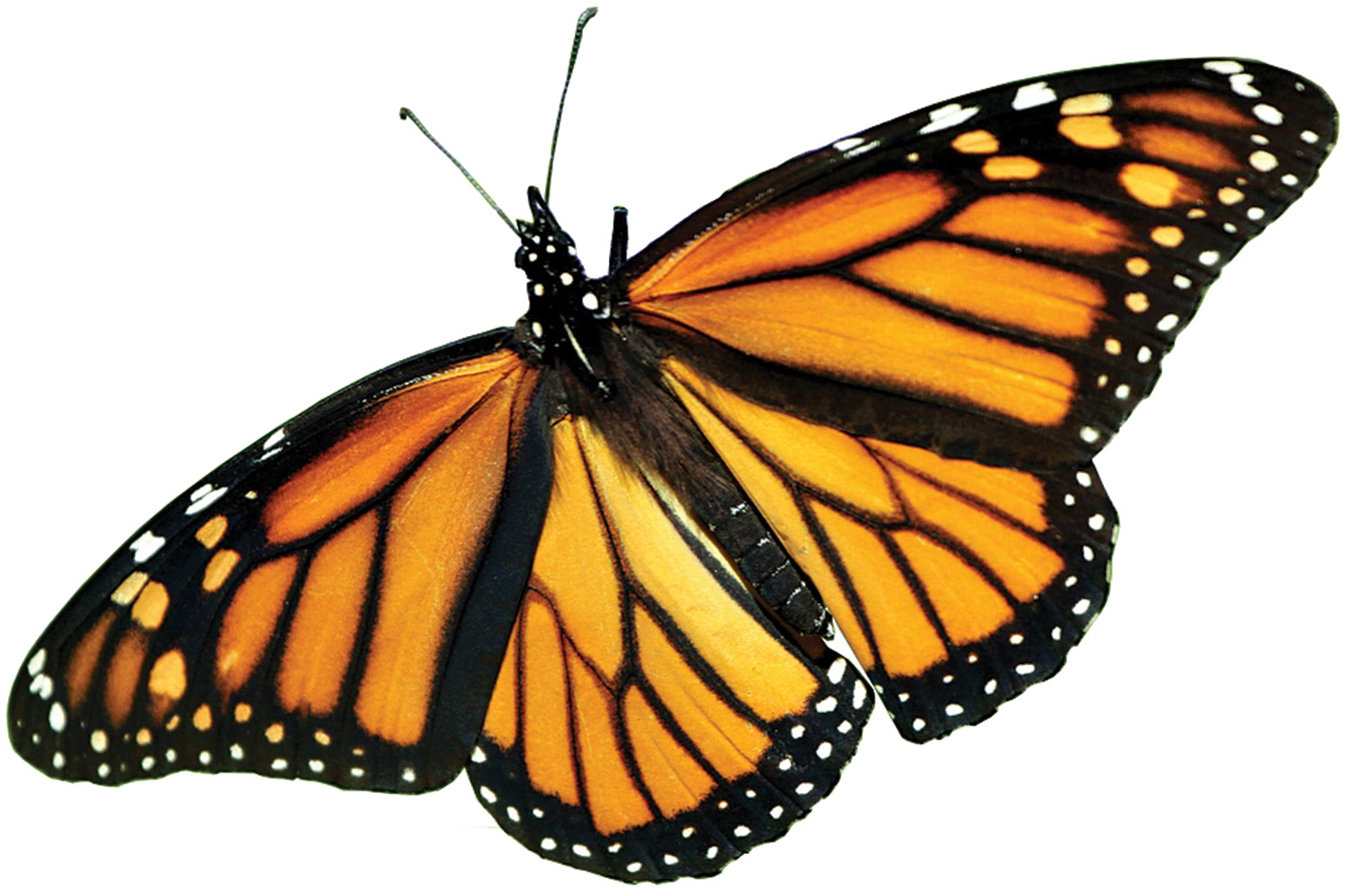 Monarch Butterfly PNG Picture.