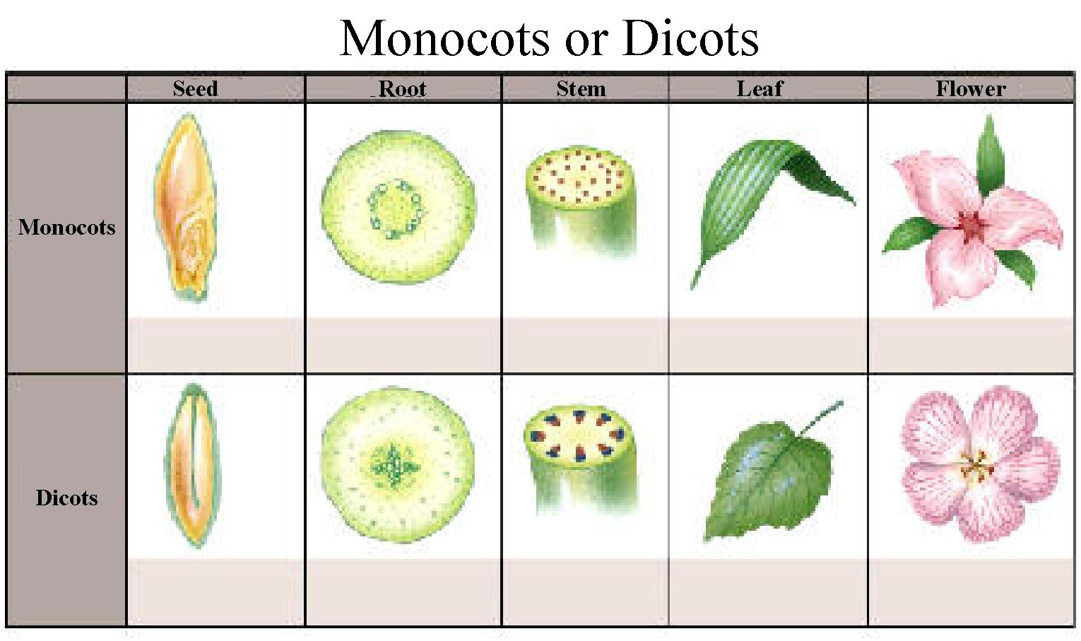 Monocot Vs Dicot.