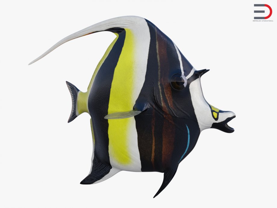 Moorish Idol Fish 3d model.