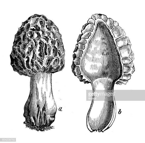 41 Morel Mushroom Stock Illustrations, Clip art, Cartoons.