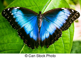 Stock Photography of The Peleides Blue Morpho butterfly, Morpho.