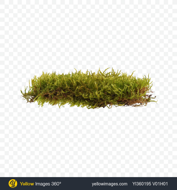 Moss Png (106+ images in Collection) Page 3.